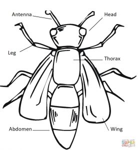 Insect drawing with labeled body parts